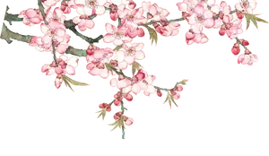 Cherry Blossoms Artistic Representation