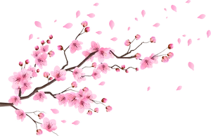 Cherry Blossoms Black Background PNG image