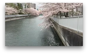 Cherry Blossoms Over River