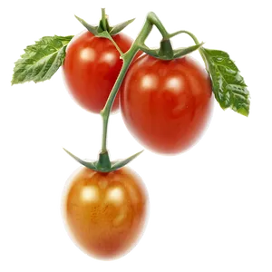 Cherry Tomatoes On Vine Png 76 PNG image