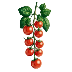 Cherry Tomatoes On Vine Png 79 PNG image