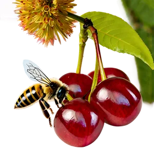 Cherry Tree And Bee PNG Jlk