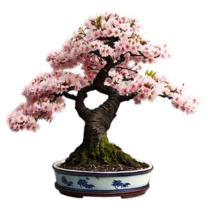 Cherry Tree Bonsai PNG 06212024