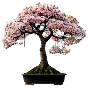 Cherry Tree Bonsai PNG 61