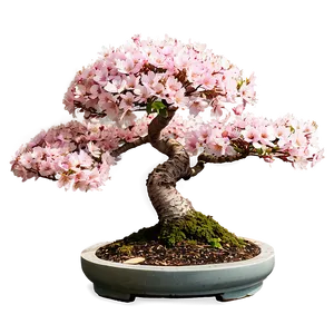 Cherry Tree Bonsai PNG Jch PNG