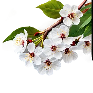 Cherry Tree Close-up Png 06212024 PNG image