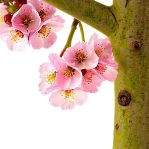 Cherry Tree Close-up Png 17 PNG image