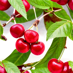 Cherry Tree Fruit PNG 06212024