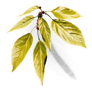 Cherry Tree Leaf PNG 06212024