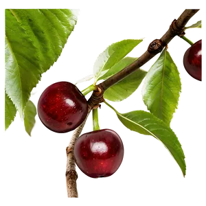 Cherry Tree Orchard Png 84 PNG image