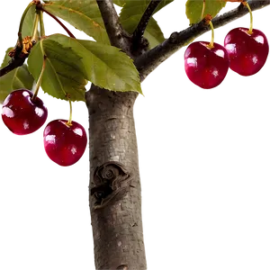 Cherry Tree Png 06282024 PNG image