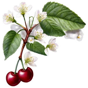 Cherry Tree Wallpaper PNG 06212024