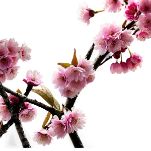 Cherry Tree Wallpaper PNG Pgh32 PNG