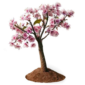 Cherry Tree With Flowers PNG 06212024