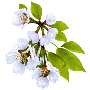 Cherry Tree With Flowers PNG Hvb85 PNG
