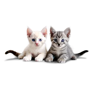 Cherubic Kitten PNG Obo PNG