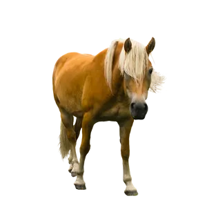 Chestnut Horse Standing Transparent Background.png