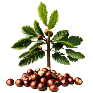 Chestnut Tree PNG 06282024