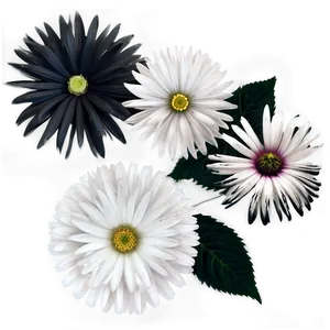 Chic Black And White Flowers PNG 6 PNG