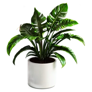 Chic Floor Plant PNG Hpf94 PNG