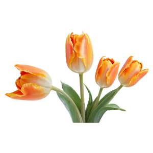 Chic Orange Tulip Png Vrf PNG image