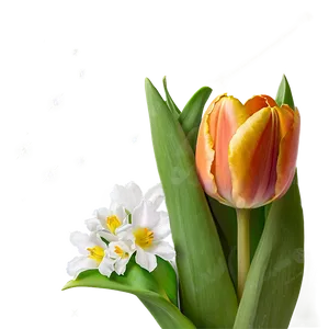 Chic Orange Tulip Png Ycc PNG image