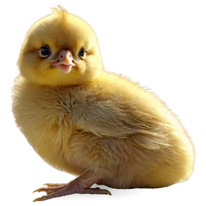 Chick Icon PNG 12 PNG