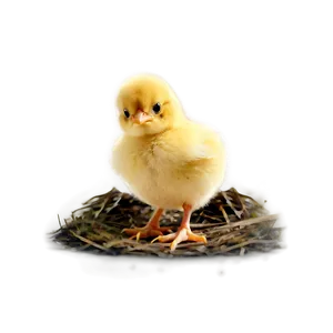 Chick Icon PNG 40 PNG