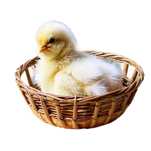 Chick In Basket PNG Gsg PNG