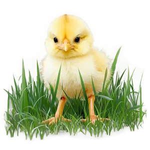 Chick In Grass PNG Gyh70 PNG