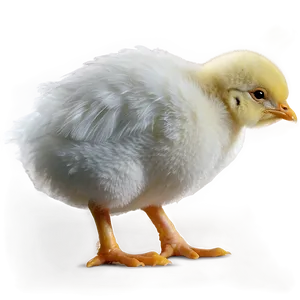 Chick Side View PNG 05242024 PNG