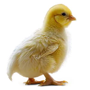 Chick Side View PNG 96 PNG