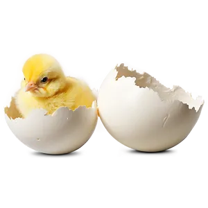 Chick With Eggshell PNG 05242024