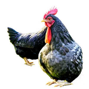 Chicken Illustration PNG 37