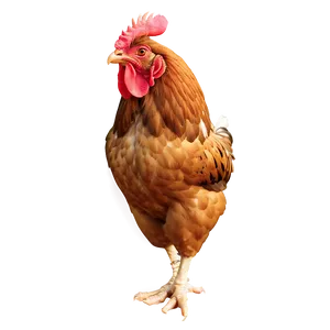 Chicken Outline PNG Wdc4