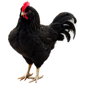 Chicken Silhouette Png 45 PNG image