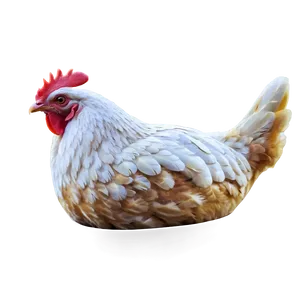 Chicken With Hat Png Ttg PNG image