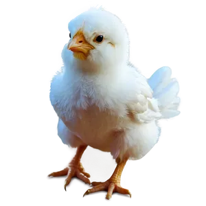 Chicky B PNG image