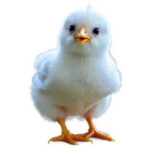 Chicky C PNG image