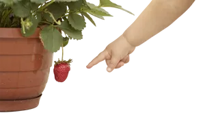 Child Pointingat Strawberry PNG image