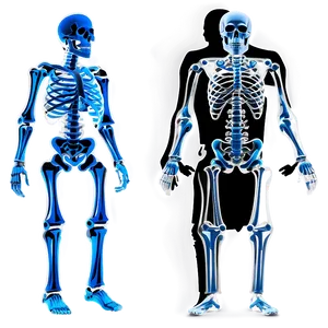 Child Vs Adult Skeletal System PNG 06132024 PNG