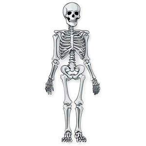 Child Vs Adult Skeletal System PNG 31
