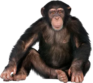 Chimpanzee Portrait Isolated PNG image