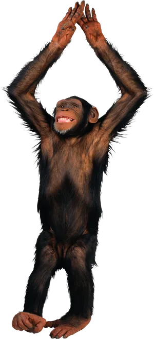Chimpanzee_ Raising_ Arms PNG image
