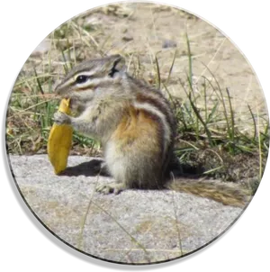 Chipmunk_ Eating_ Leaf.jpg