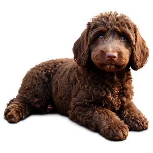 Chocolate Labradoodle Png 59 PNG image