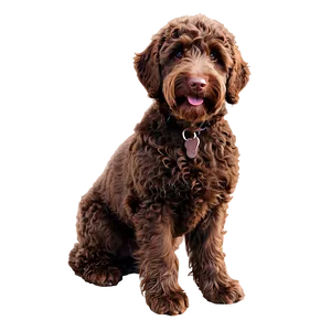 Chocolate Labradoodle Png Qid PNG image