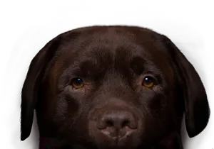 Chocolate Labrador Portrait PNG image