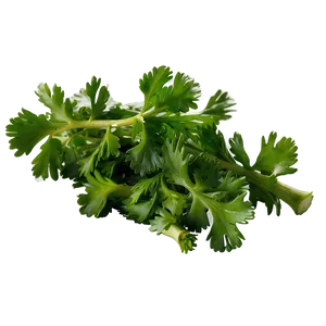 Chopped Cilantro Png 90 PNG image