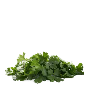 Chopped Cilantro Png Lif6 PNG image